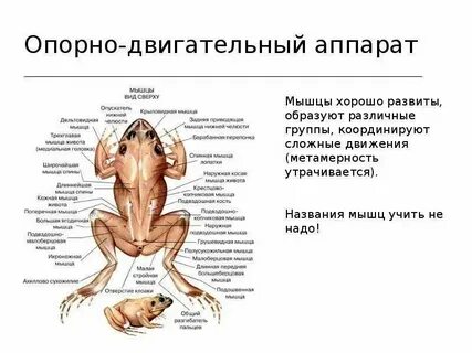 Органы движения строение