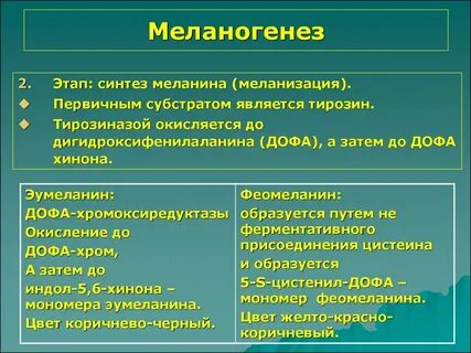 Синтез пигмента меланина