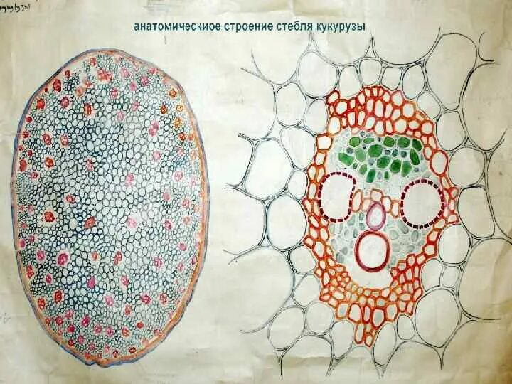 Строение однодольного листа. Поперечный срез проводящего пучка стебля кукурузы. первичное строение стебля кукурузы. строение стебля кукурузы на поперечном срезе. поперечный разрез стебля кукурузы.