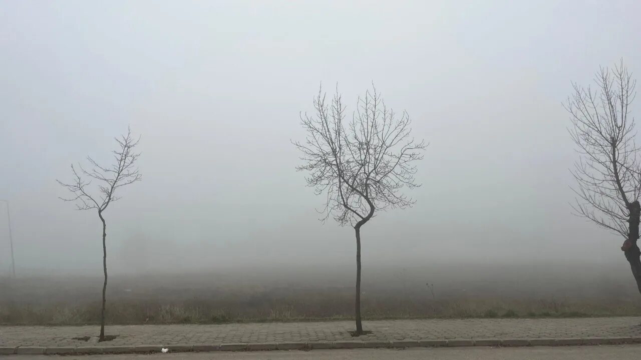 Все было мокро от тумана