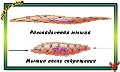 Из за чего болят мышцы после тренировок