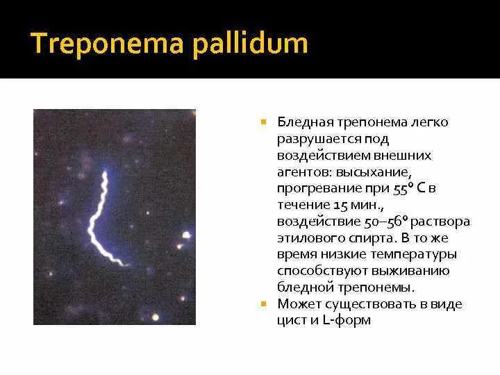 Трепонема паллидум строение. Бледная трепонема морфология. Бледная трепонема строение. Особенности бледной трепонемы.