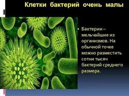 Рассказ про бактерии 3 класс