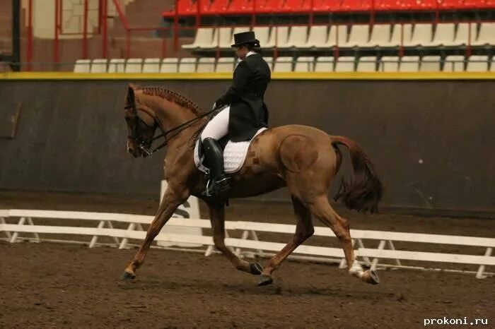 Прокони дневник. Прокони дневник. Прокони дневник. Прокони дневники. Прокони.