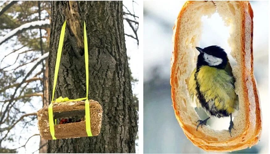Съедобная кормушка для птиц. Съедобная кормушка для птиц. Съедобная кормушка для птиц своими. Съедобные кормушки для птиц из хлебцев. Съедобная кормушка для птиц своими руками.