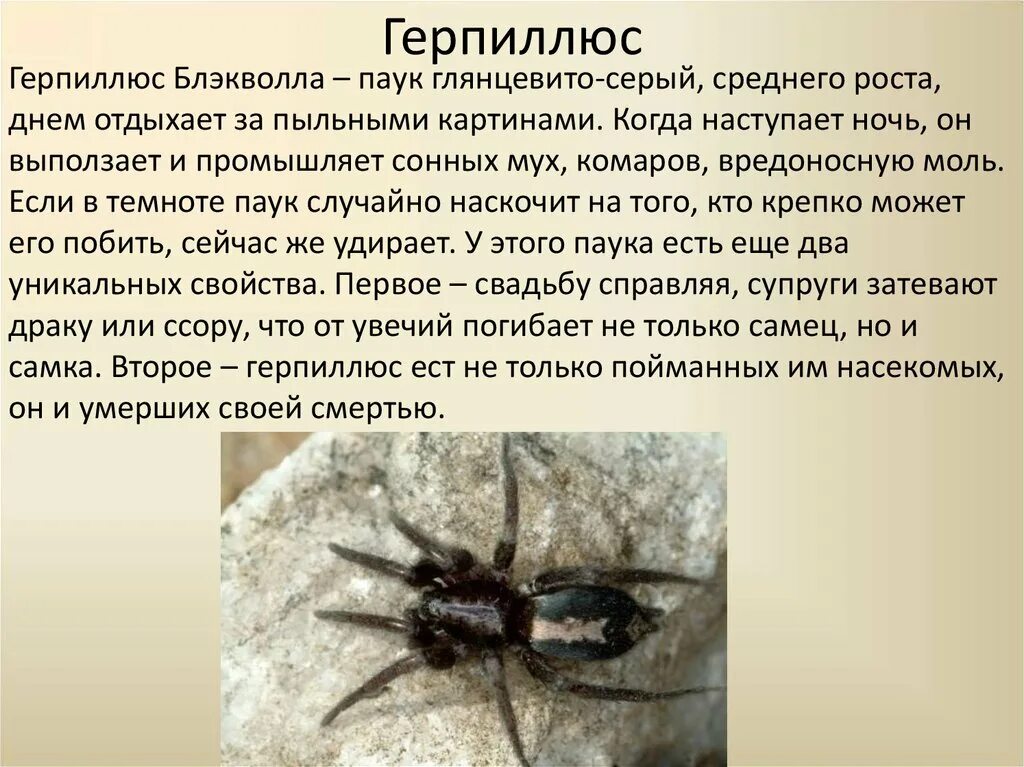 Какое значение паукообразных. Рассказ о пауках. доклад о пауках. описание пауков. информация про паукообразных.