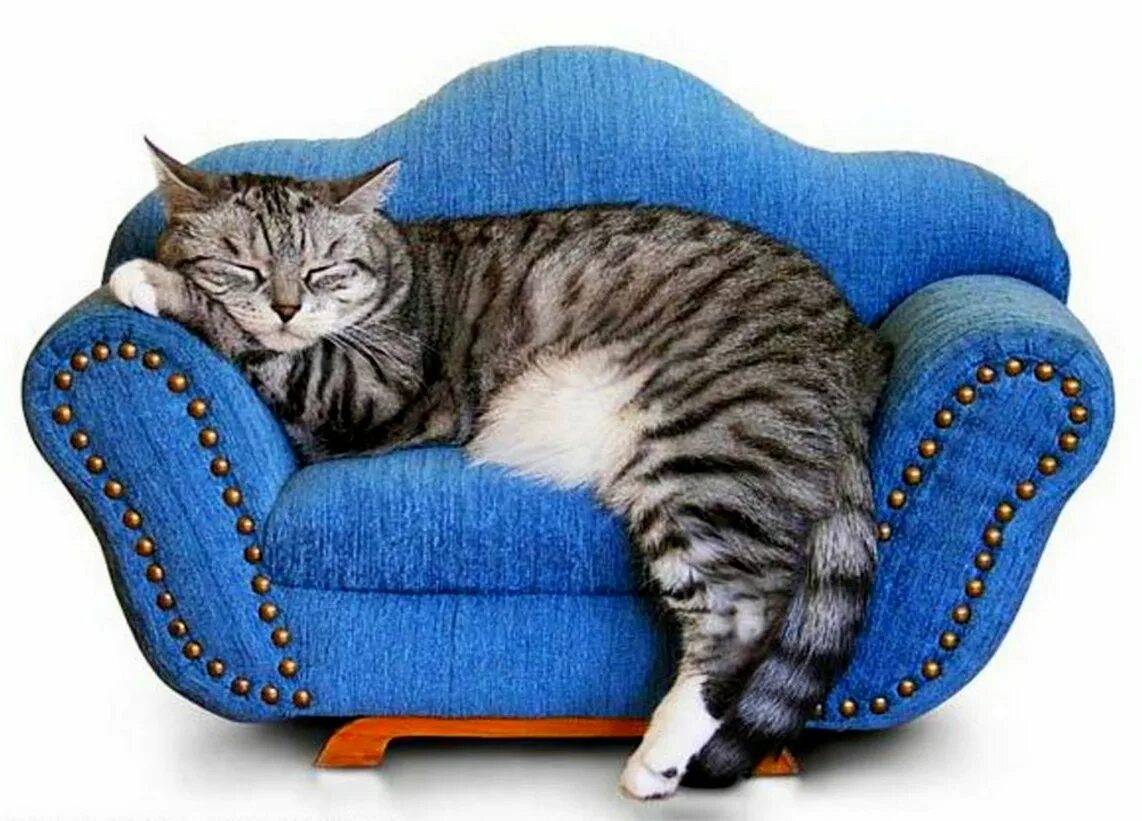 Chat tubing. Кот на диване. Диван кошка. Кот лежит на диване.