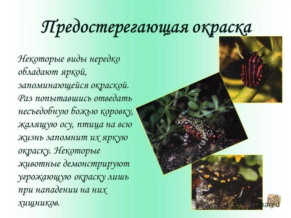 Предупреждающая окраска. Примеры окрасок животных. Предупреждающая окраска. Предостерегающая окраска. Почему у некоторых животных яркая демаскирующая окраска.