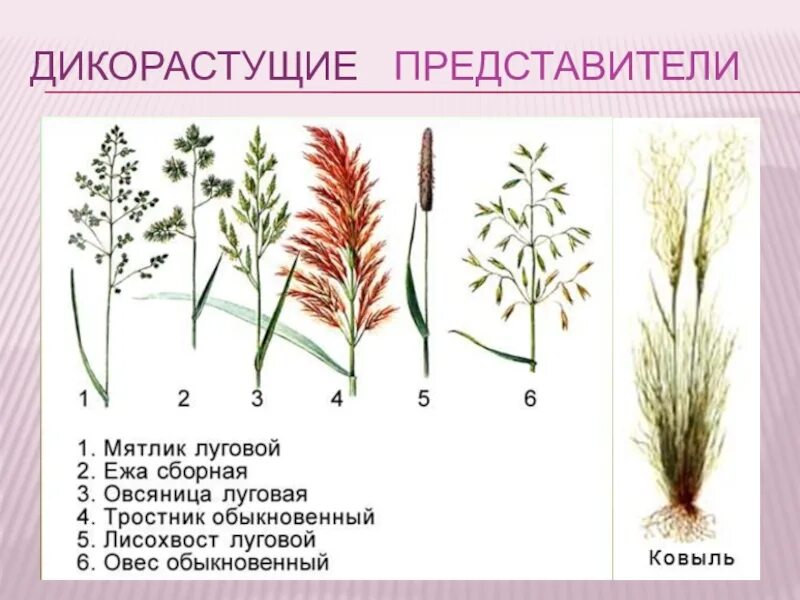 Злаки растения примеры названия. Семейство злаки представители. Мятлик Луговой злаки. Жилкование мятлика Лугового. Мятлик и ежа сборная.