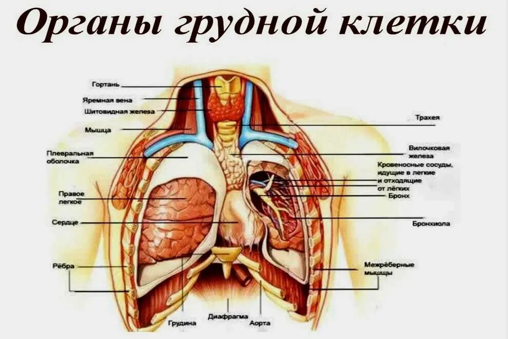 Сердце снизу. Грудная клетка строение в схеме с органами. Анатомия органов грудной клетки человека в картинках с описанием.