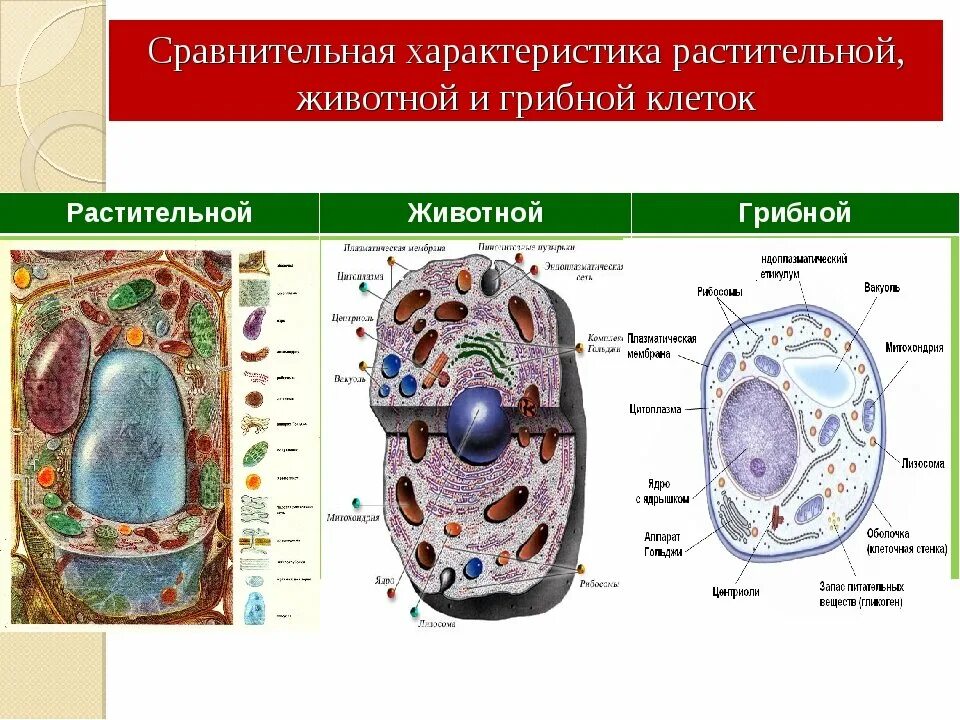 Сравнение бактерий и растений. Сравнение растительной животной и грибной клетки. Структура животной растительной и бактериальной клетки. Сравните строение клетки животных и клетки растений и грибов. Строение растительной животной грибной и бактериальной клеток.