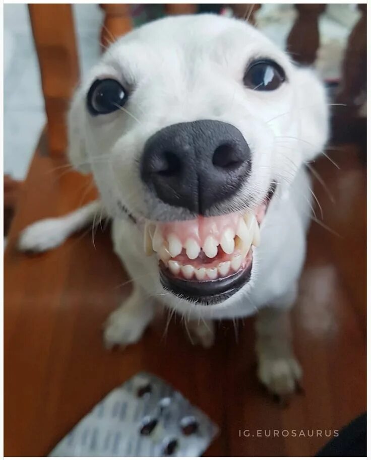 Белая собака улыбается мем Funny Pictures Of The Day 35 Pics Funny animal photos, Funny dog pictures, Smi
