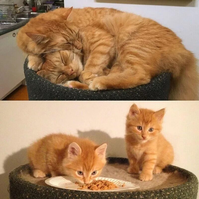 Котята выросли немножко а есть. Рыжая кошка с котятами. котенок рыжий вырос. рыжие котята до и после. рыжий кот до и после.