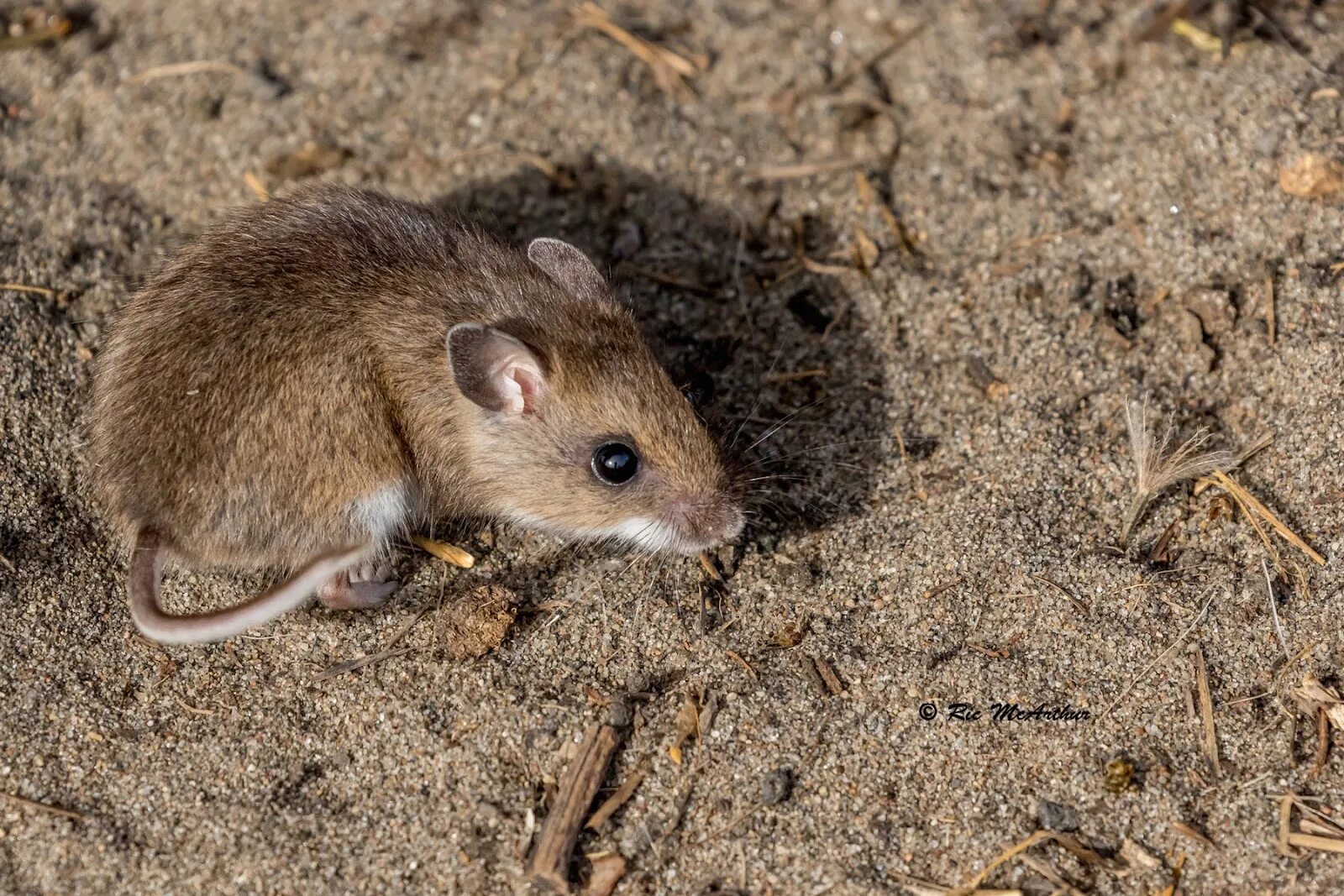 Домовая мышь млекопитающее длина. Полевая мышь Исландия. Домовая мышь латынь. Домовая мышь распространение. Домовая мышь ботаника.