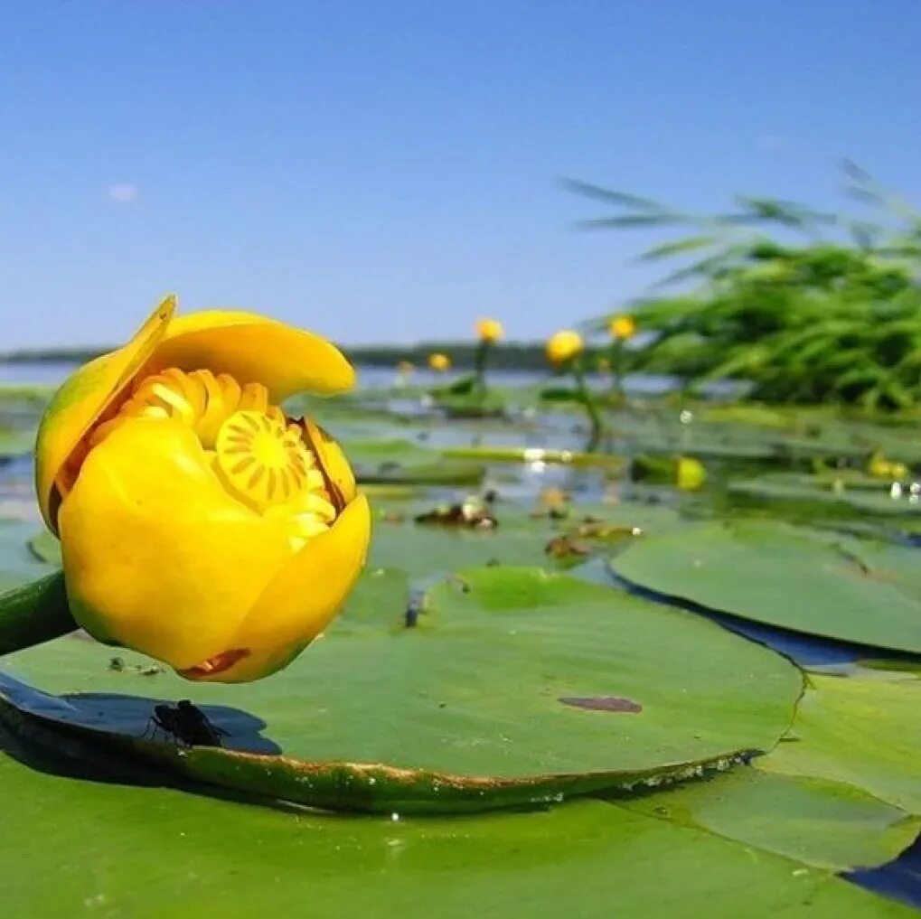 Кубышка (Nuphar). Кувшинка желтая кубышка. Кубышка желтая водяная Лилия. Кубышка желтая (Nuphar lutea). Фонд кубышка