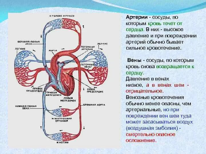 От легких по сосудам течет кровь насыщенная