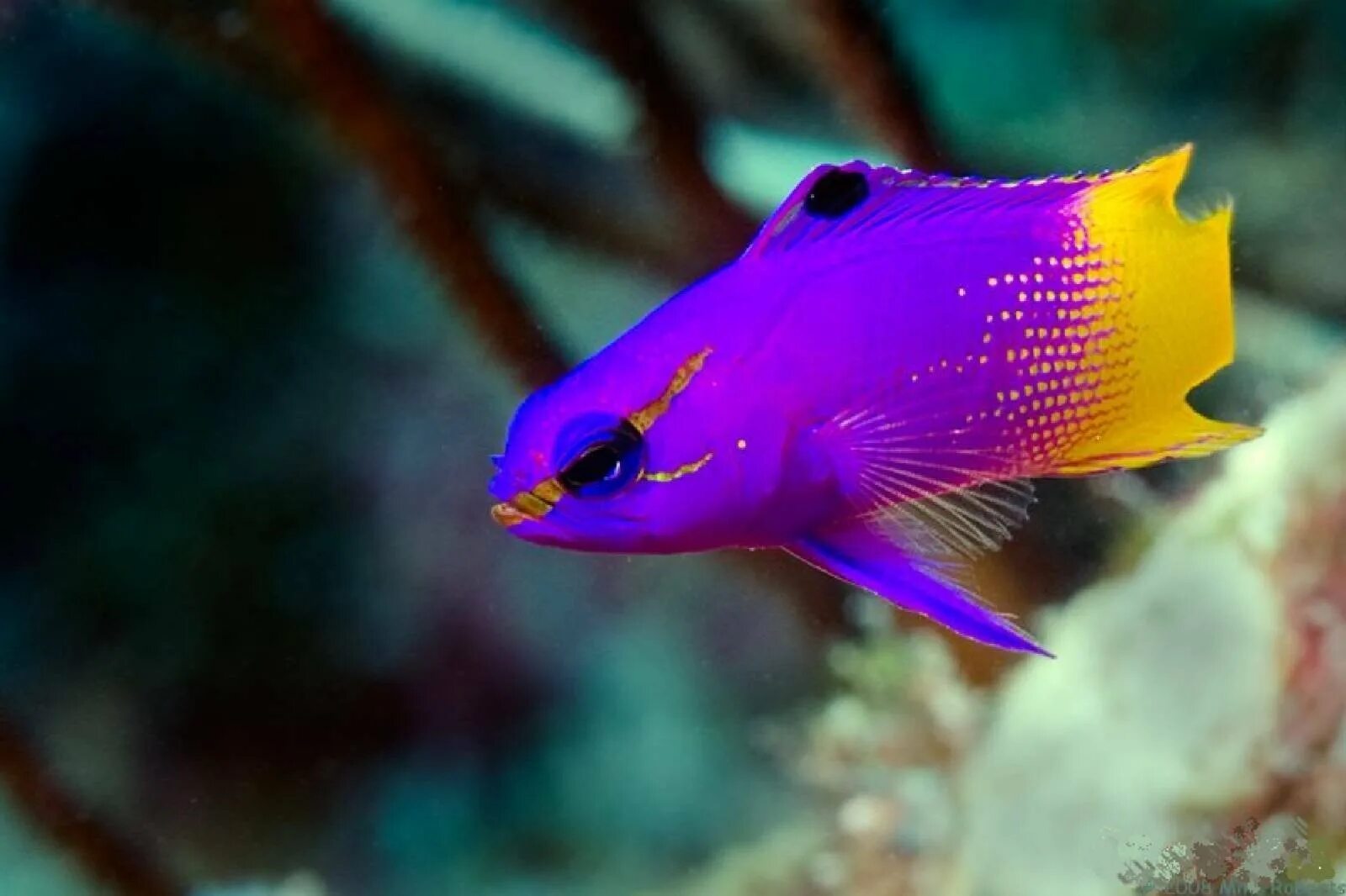 Аквариумная рыбка Мандаринка. Рыба Blenny. Яркие рыбки. Разноцветные рыбы.