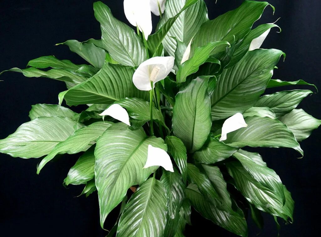 Спатифиллум геликониелистный. Спатифиллум Уоллиса (Spathiphyllum wallisii). Спатифиллум Джемини. Спатифиллум Домино геликониелистный. Спатифиллум крупный сорт