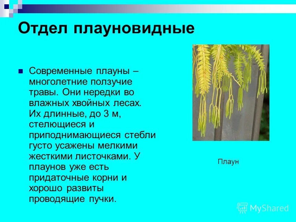 Значение плаунов хвощей в природе. Современные Плауновидные. Отделы споровых растений. Презентация на тему споровые растения. Плауновидные в жизни человека.