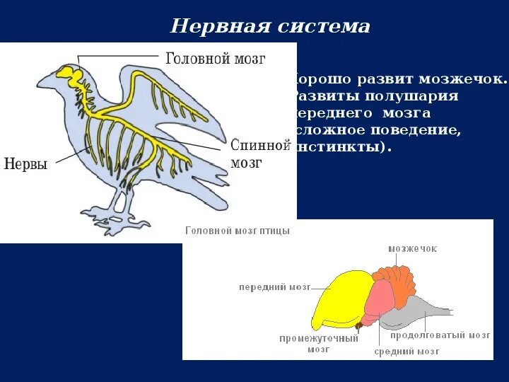 Органы птиц 7 класс. Строение птицы. Класс птицы строение. Наружное строение птицы. Класс птицы внутреннее строение.