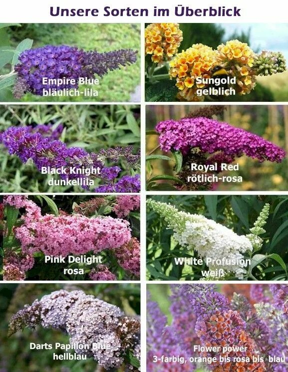 Буддлея желтая фото и описание Buddleja × weyeriana Trees and Shrubs Online
