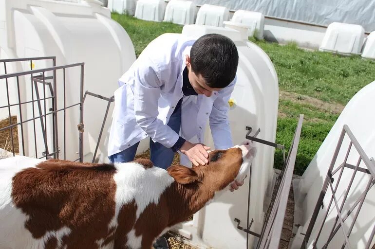 Чем занимается зоотехник. Ветеринария сельскохозяйственных животных. Ветеринария в сельском хозяйстве. Ветеринария коровы. Сельское хозяйство ветеринапр.