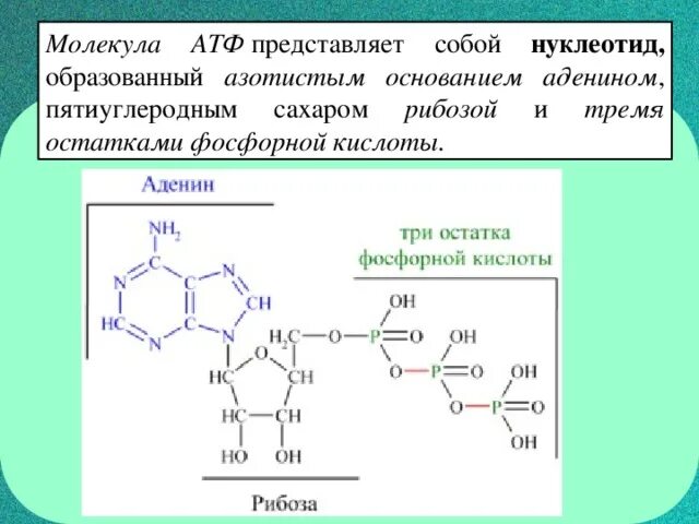 Аденин рибоза три остатка. Строение молекулы АТФ аденин. Химическая структура АТФ. Молекула АТФ представляет собой нуклеотид образованный. Аденозинтрифосфат молекула.