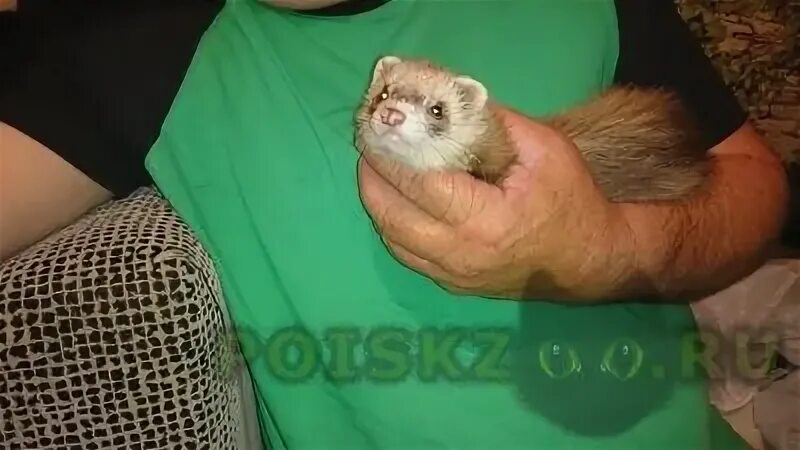 Пропало домашнее животное