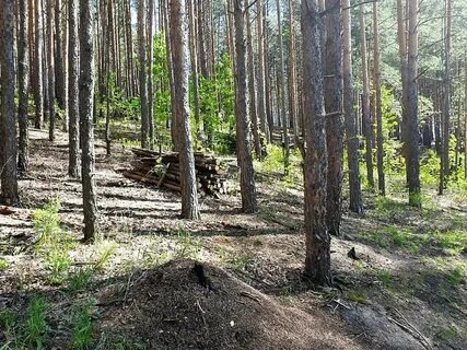 Минов лес