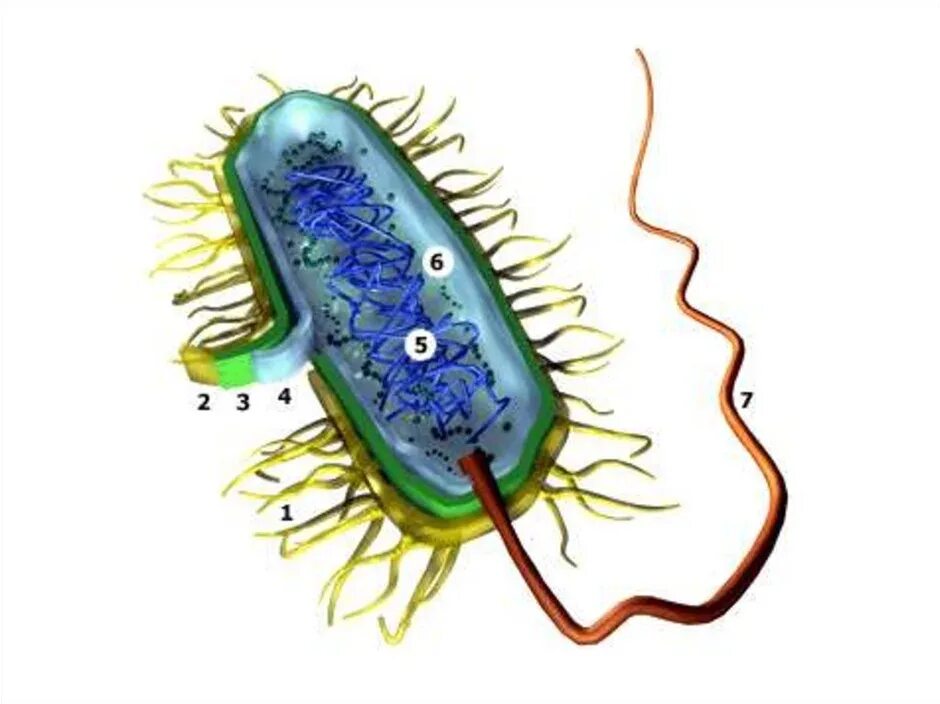 Прокариоты задания. Прокариотическая клетка bacteria. Прокариотическая клетка без подписей. Строение бактериальной клетки 7 класс биология. Бактериальная клетка микробиология.