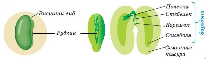 Из семядолей стебелька корешка и почечки. Строение зародыша семени фасоли. Зародыш семени фасоли состоит. Строение семени. Строение семени фасоли.
