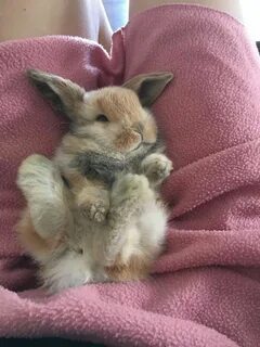 Bunny new