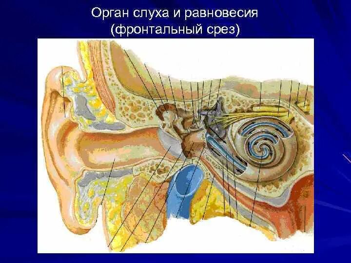 Орган слуха и равновесия гистология. Орган слуха и орган равновесия. Функциональная анатомия органа слуха и равновесия. Орган слуха срез улитки. Чувствительный орган слуха