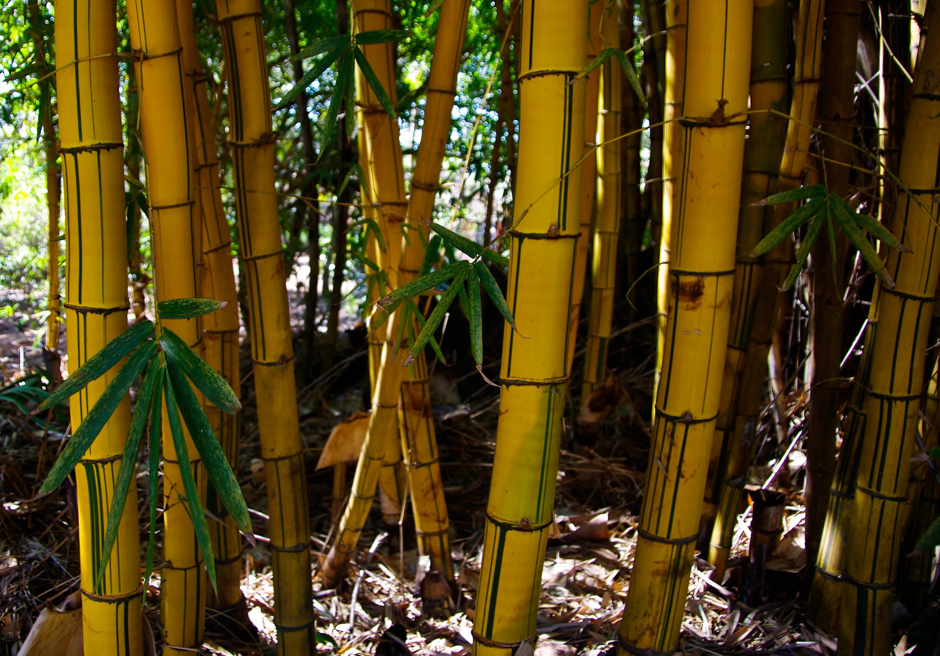 Пожелтевший бамбук. Листоколосник бамбуковый. Бамбук пожелтел. Золотой бамбук растение. Бамбук дарахти.