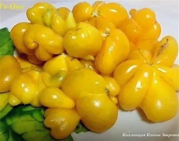 Айви покерист. Фил кострубов реалити. Второй фила (phil’s two. Фил второй. Томат второй фила.