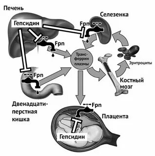 Гепсидин