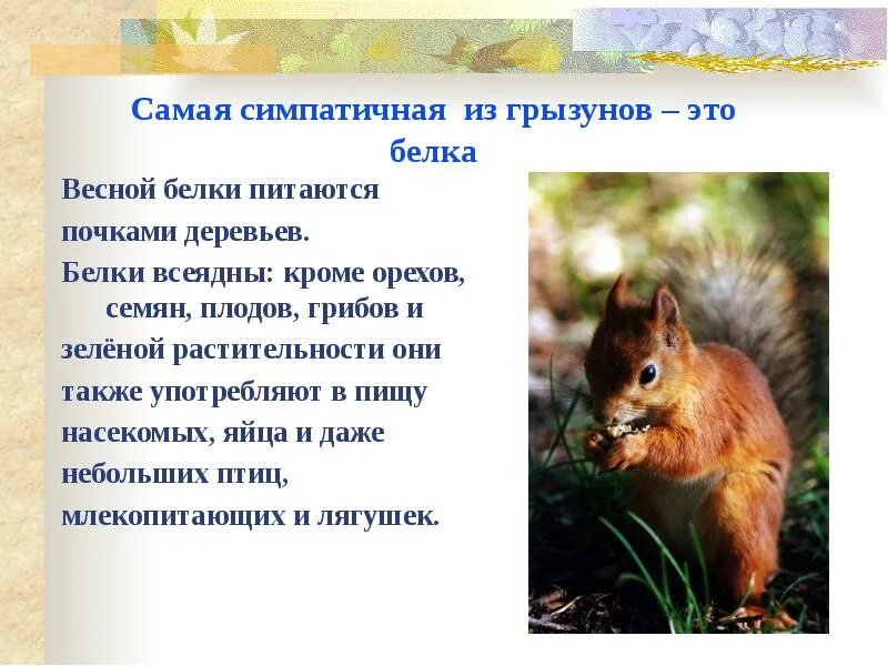 Белки род способ питания. Белки род способ питания. Хомяк хищник или травоядное. Белки род способ питания. Белка впадает в спячку.