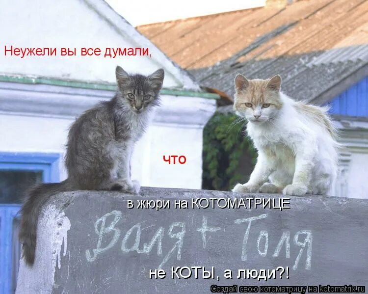 Ну значит так и будет. В чем я провинилась. провинившиеся коты с табличками. хоть бы угостил. что значит провинилась.