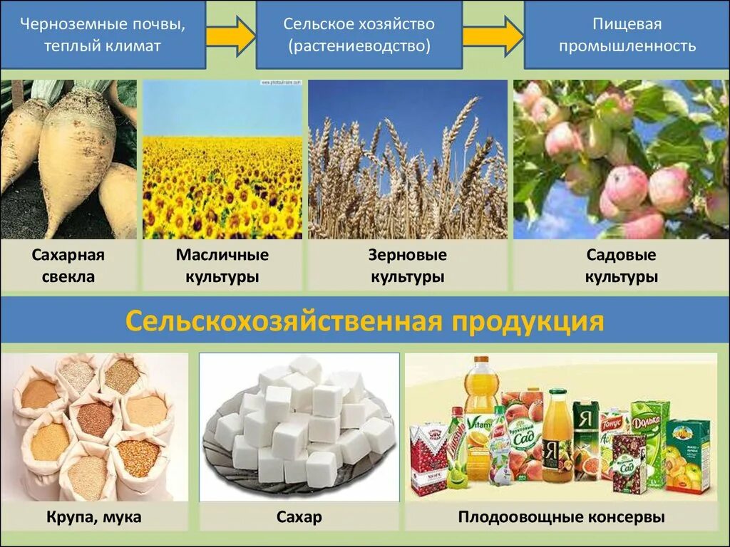 Отрасли центрального Черноземного экономического района. Пищевая промышленность центральной Черноземского района. Центрально-Черноземный район сельскохозяйственные культуры. Отрасли растениеводства.