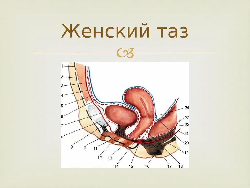 Забрюшинное пространство малого таза. Мюллерова киста забрюшинного пространства кт. Поперечный срез брюшной полости схема. Забрюшинное пространство малого таза. Боковое пристеночное клетчаточное пространство малого таза.
