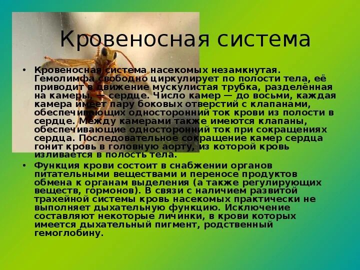 Выполняемая функция насекомых. Кровь система насекомых. функции крови у насекомых. гемолимфа насекомых.