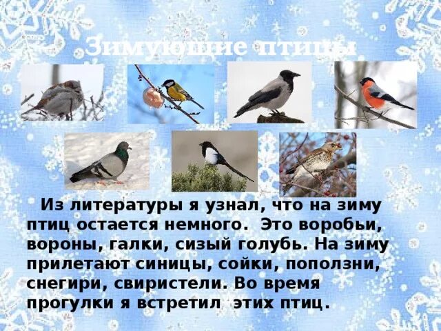 Птицы которые прилетают зимой в Россию. Какие птицы прилетают зимой. Птицы прилетающие на зимовку. Птички которые прилетают зимой.