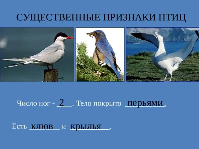 Признаки птиц 7 класс. Признаки птиц. Главный отличительный признак птиц. Характерные признаки птиц. Общие признаки птиц птиц.