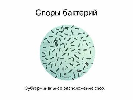 Споры образуют виды бактерий
