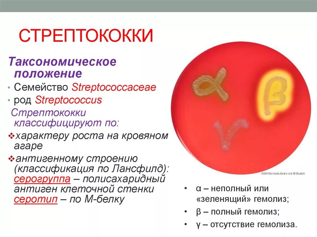 Стрептококки Тип гемолиза. Стрептококк группы а характеристика. Стрептококк группы а возбудитель. Стрептококки таксономия микробиология.