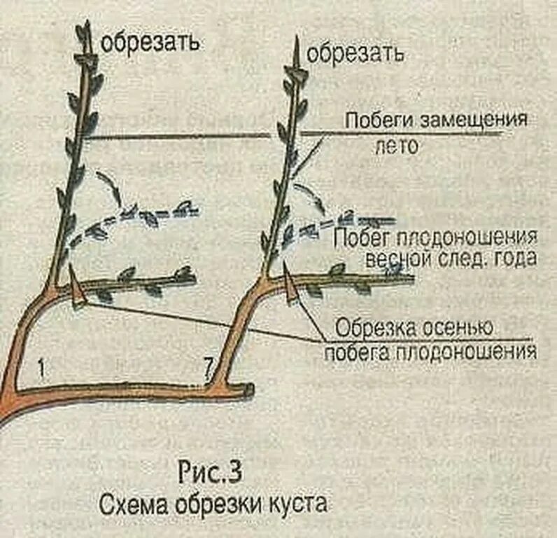 В чем заключается значение процесса плодоношения