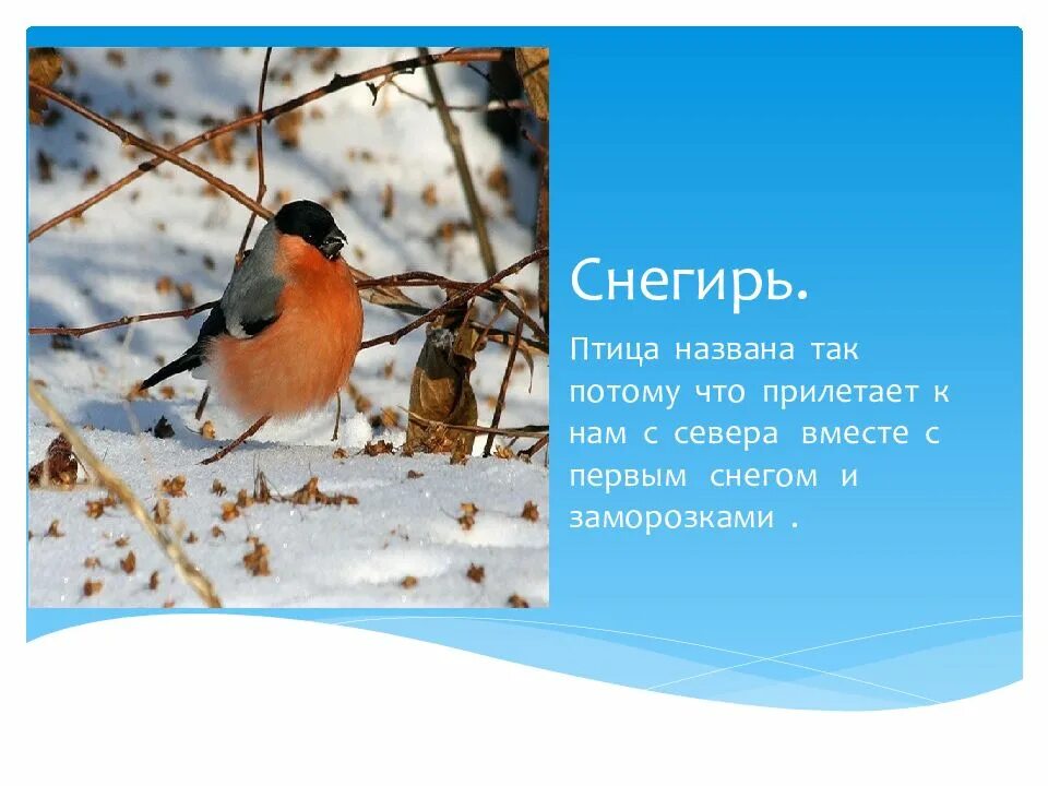 Почему снеширя как назвали. Описание снегиря. Снегирь фото. Почему снегиря так назвали. Особенности птицы снегирь