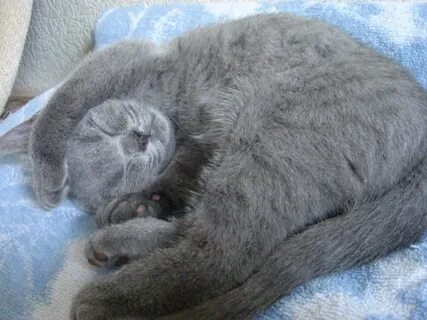 Шотландские кошки спят