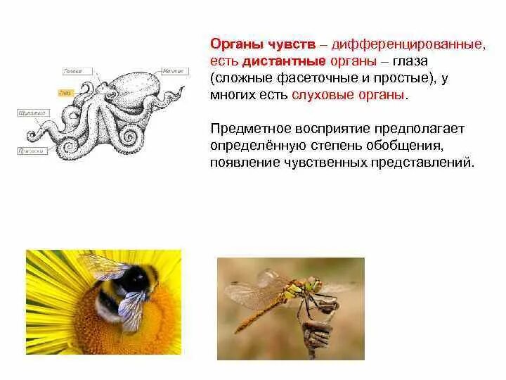 Эволюция органов чувств. Дистантные органы чувств. эволюция слуха у животных. органы слуха у беспозвоночных. дифференцированные органы чувств.