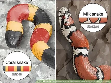 Как переводится snake